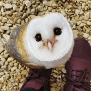 Совушки🦉🪶✨