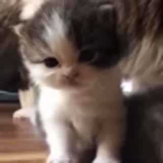 🐈‍⬛
