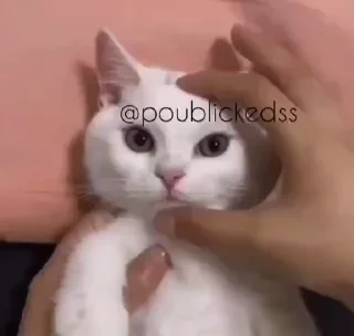 🐈‍⬛