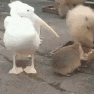 🦤