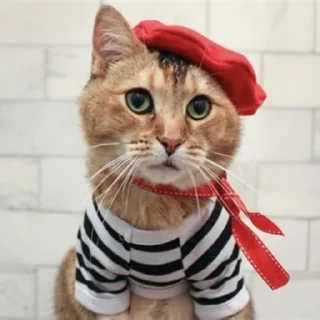 🇫🇷