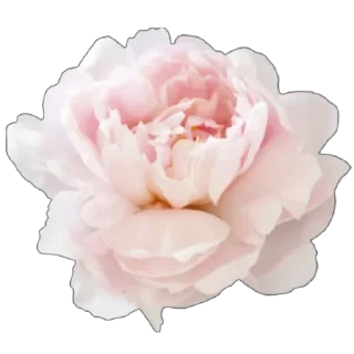 🌸