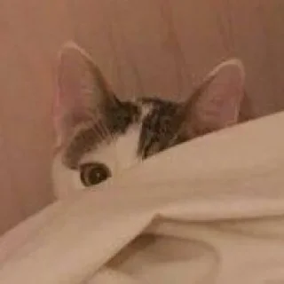 🐈