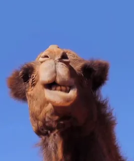 🐪