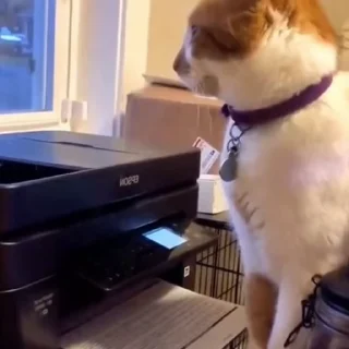 🤩