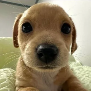 🐶