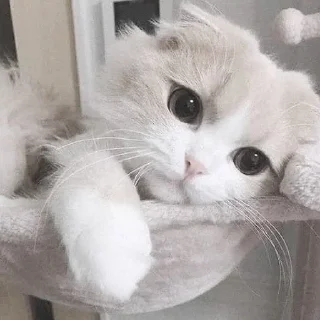 🥺
