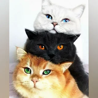 🐈