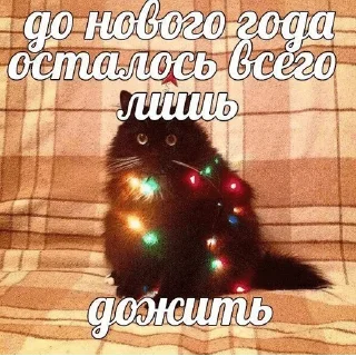 😺