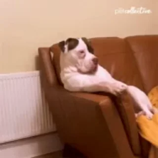 🛋