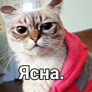 🐈