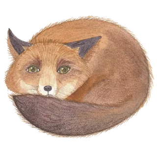 🦊
