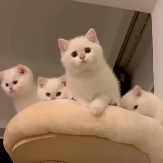🐱