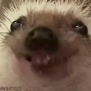 😂