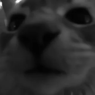 🐈‍⬛️