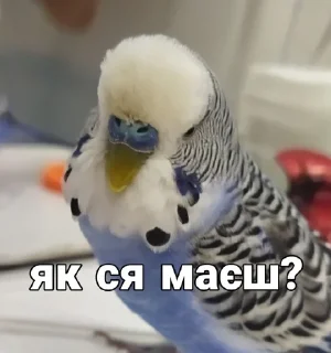 🐦