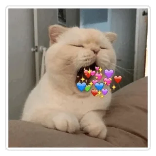 🐱