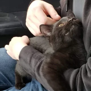 😺