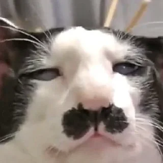 🥸