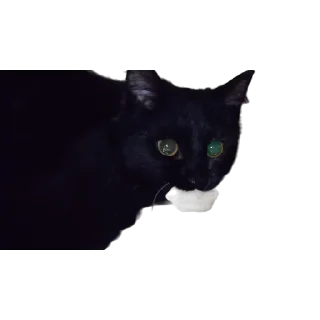 🥟