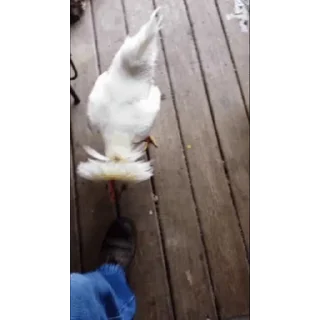 🐔