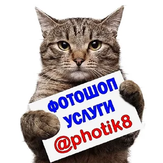 Котейки