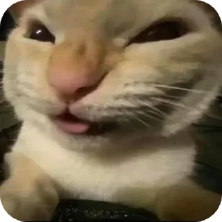 😼