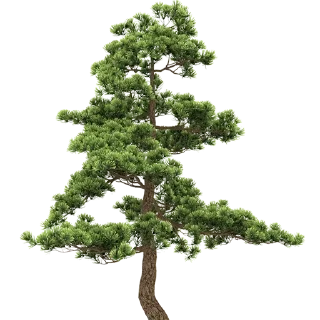 🌳