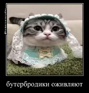 🐱