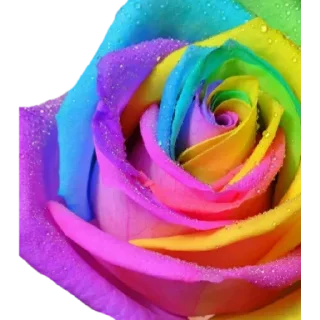 🌹