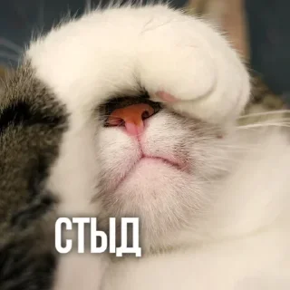 🤦‍♂