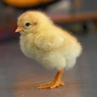 🤩