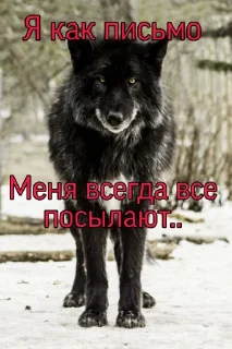 🐺