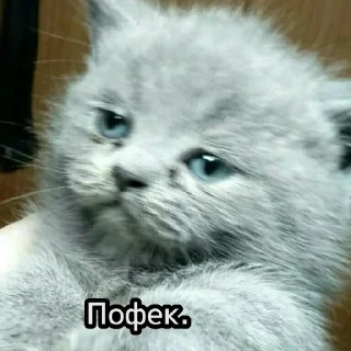 😺
