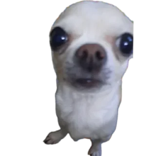 🐶