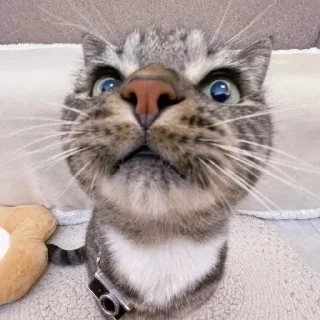 🌟