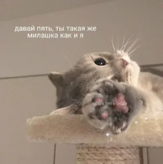 ✋