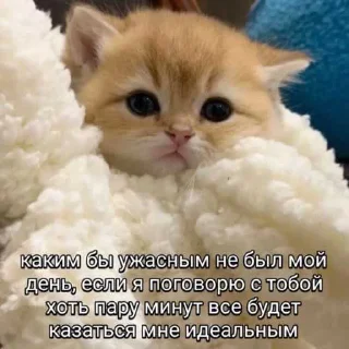 😽