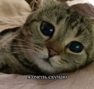 🥺