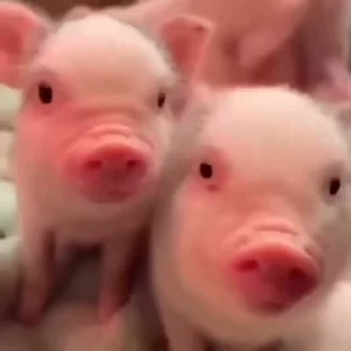 🐷