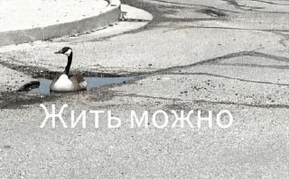 🦢