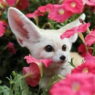 🌺