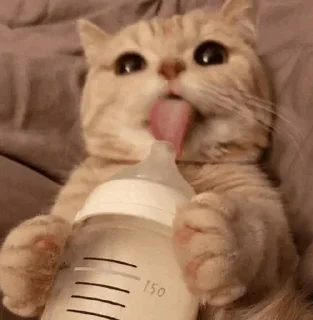 🐾