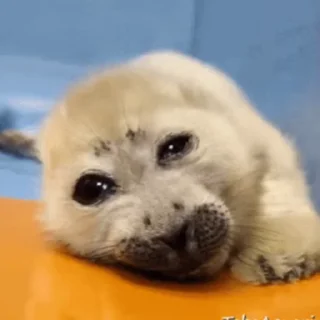 😢
