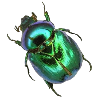 🐜