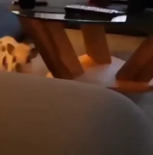 🐷