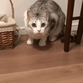 🐱