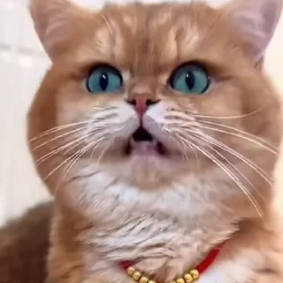 Котиксы @stickroom
