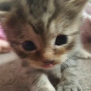 🐱
