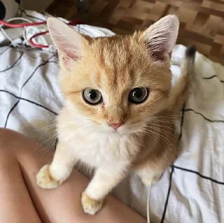 🐱